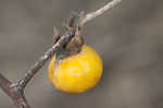 Horse nettle